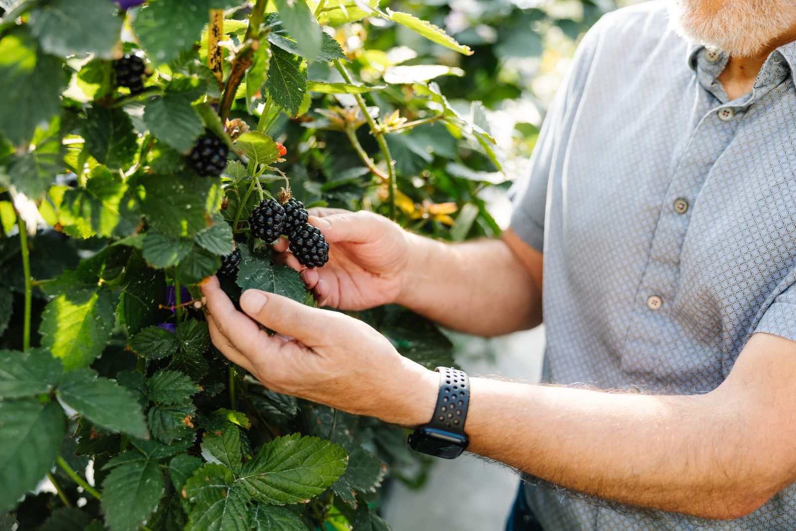 Image may contain Berry Food Fruit Plant Produce Blackberry Adult and Person