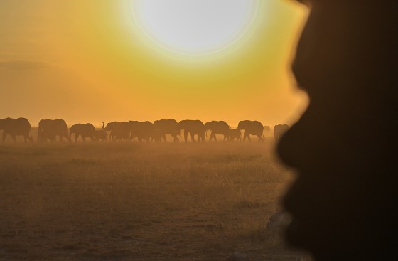 Kenya Dead Elephants