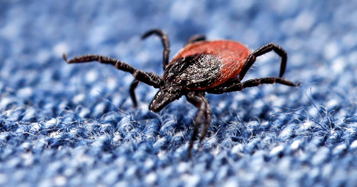 close up of a crawling deer tick on a blue jeans, dangerous parasite on clothing after a walk in nature in spring