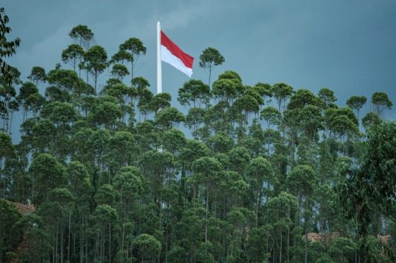 Indonesian national flag fluttering behind trees.