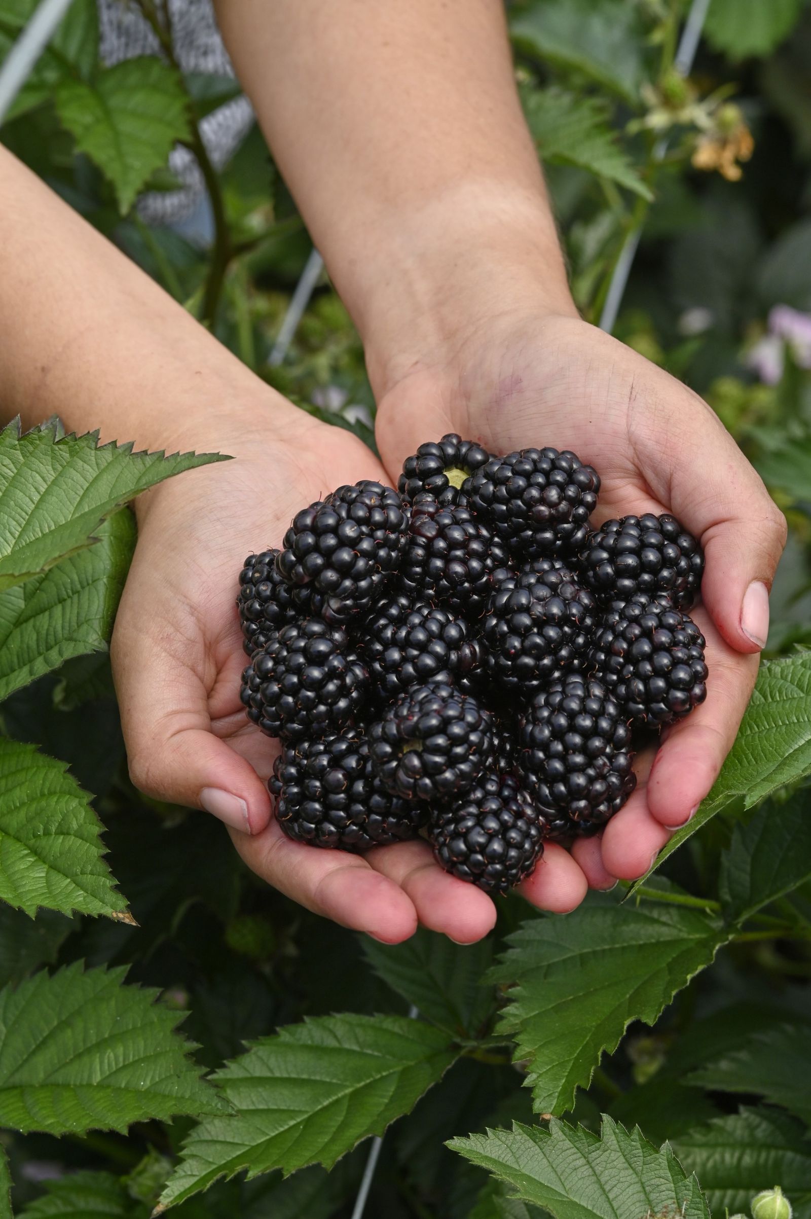 Image may contain Berry Food Fruit Plant Produce Blackberry and Person
