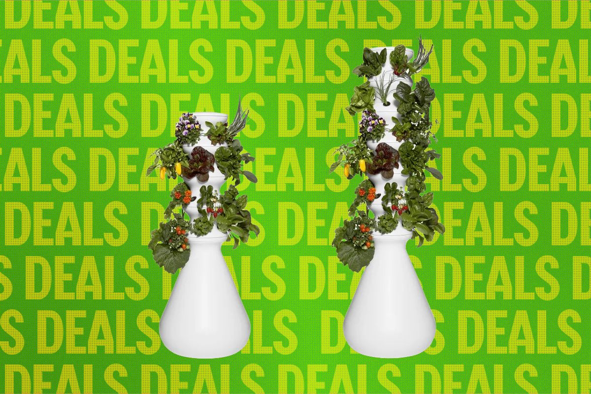 Image may contain Jar Plant Planter Potted Plant Pottery Vase Flower Flower Arrangement Herbal Herbs and Art