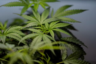 Marijuana clones are shown for sale in Santa Ana, Calif., April 23, 2026. (AP Photo/Jae C. Hong, File)