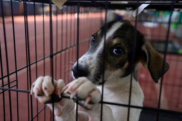 A dogs rescued from recent wildfires looks on at a temporary shelter inside a stadium in Megara, Greece, Wednesday, Aug. 5, 2026. (AP Photo/Petros Giannakouris)