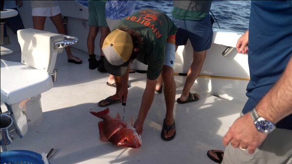 Captain Tyler Usina uses a technique to vent a red snapper caught on the charter boat Jodie Lynn II, before it is released back into the water miles off the coast of St. Augustine, Fla., on May 22, 2026. (AP Photo/Shelby Lum)