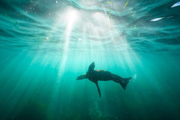 FILE- A sea lion swims over sea grass in San Diego's La Jolla Cove on Oct. 10, 2023. (AP Photo/Gregory Bull, File)