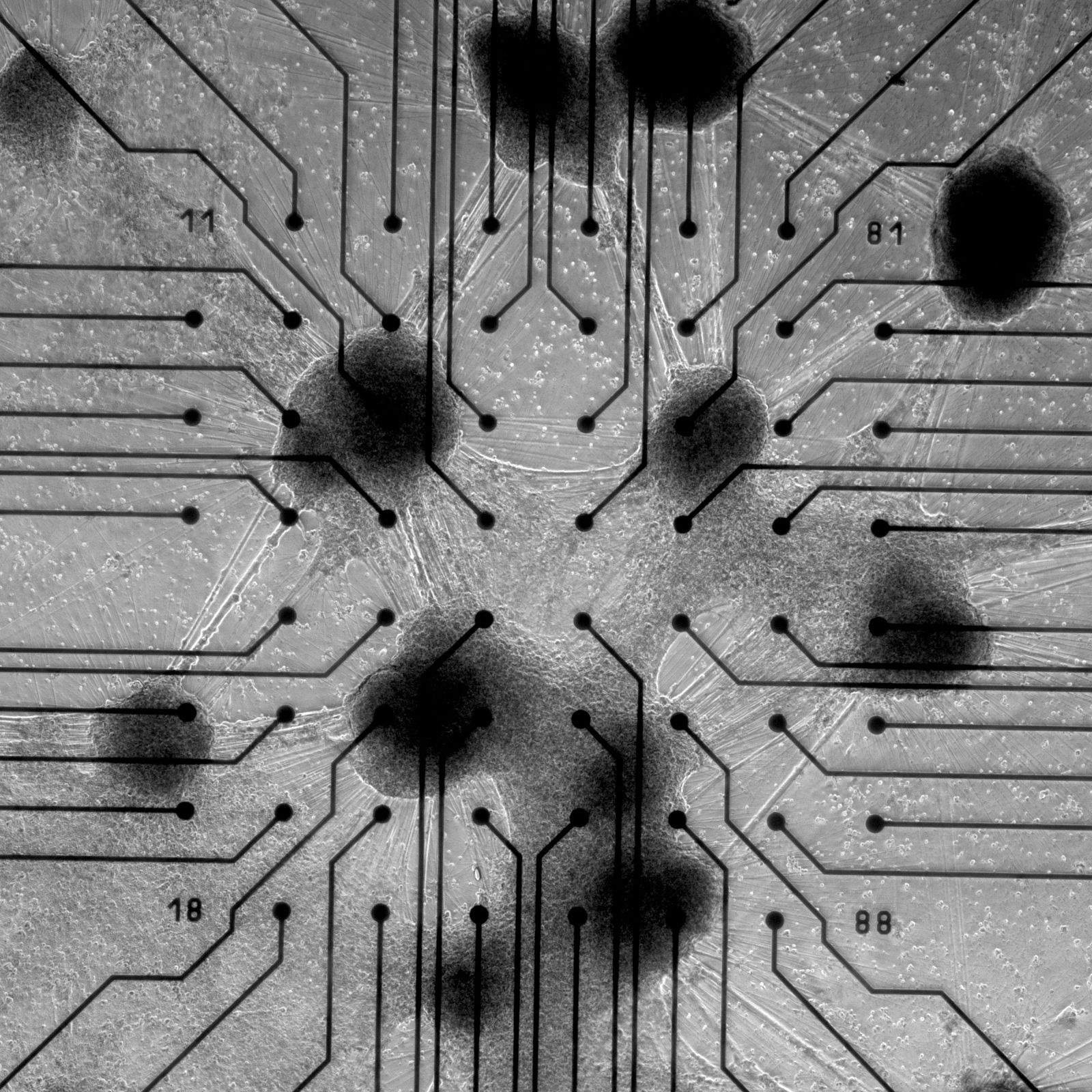 Image may contain Electronics Hardware and Printed Circuit Board