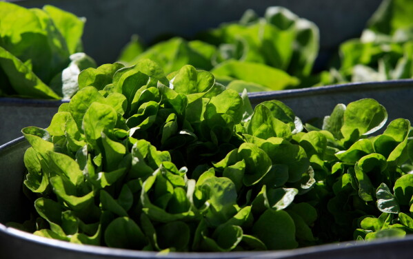Organic lettuce is displayed in Falls Church, Va., Saturday, March 11, 2017. (AP Photo/J. Scott Applewhite)