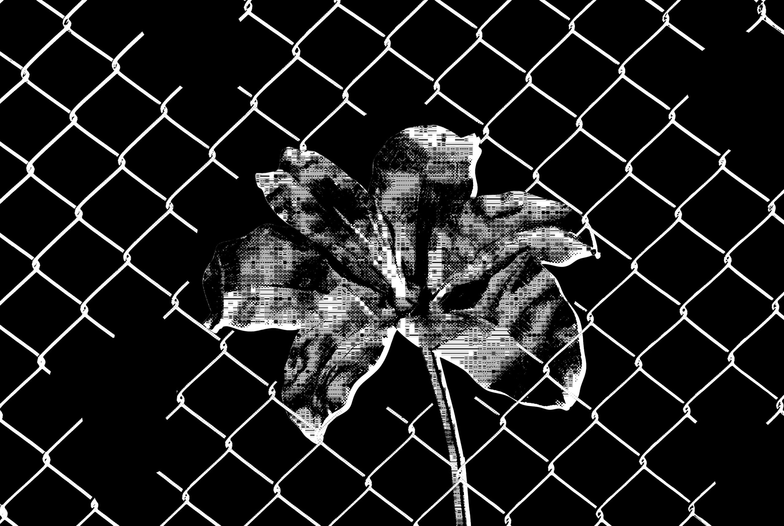 Collage of an ASCII flower growing through a fence with lots of holes